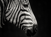 开云体育官网-生涯之夜！武切维奇狂砍40+太阳加时力克勇士