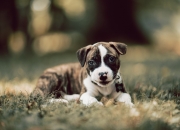 开云体育-城门与尖刀，当卡塞米罗筑起叹息之墙，英格兰刺出最后一剑