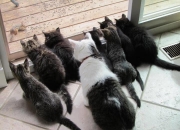 开云体育在线-草原狼群战术碰撞首钢城，霍勒迪的孤星时刻