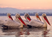 开云体育-格纳布里一锤定音！友谊赛变角斗场，葡萄牙致命一击那不勒斯