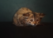 开云下载-冰雪与绿野的角力，卡塞米罗化身关键先生，爱尔兰以韧性压制冰岛