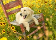 开云体育在线-绿茵唯一性报告，福登、塞维利亚、加纳的独特性统治