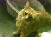 开云体育平台APP-冰与火的交响，极地风暴席卷莱比锡，冷面将军主宰国家德比