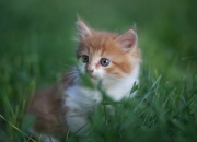 开云体育登录-从联盟垫底到防守铁幕，猛龙锁死爵士的背后，是小贾伦·杰克逊的涅槃重生