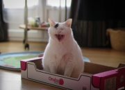 开云体育官网-场外绝杀，当厄瓜多尔在债务总决赛淘汰委内瑞拉