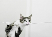 开云-空砍47分又如何？纽约铁骑用团队风暴碾过库里的神迹之夜