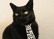 开云体育入口-唯一性传奇，深圳队欧冠决赛踏平老鹰，改写足球历史的一战