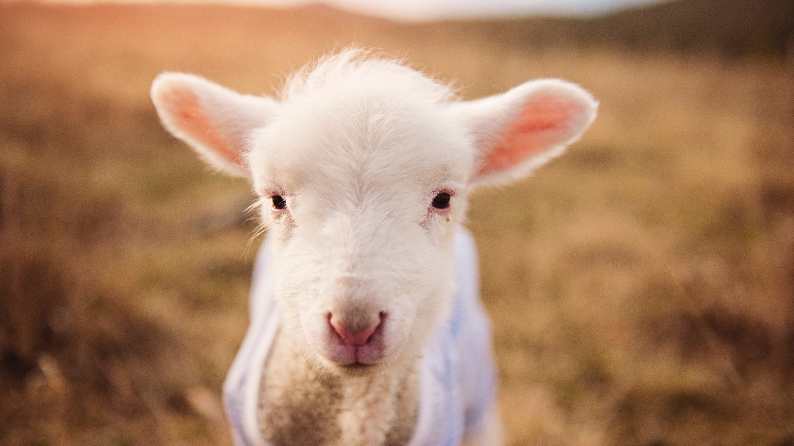 隔空对决,法国生死战绝杀比利时,哈兰德在另一片战场诠释何为无人可挡