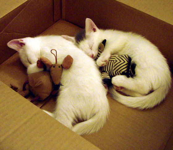 唯一性之战，当墨西哥城逆转亚特兰大，基米希在数据风暴中接管的排名争夺战