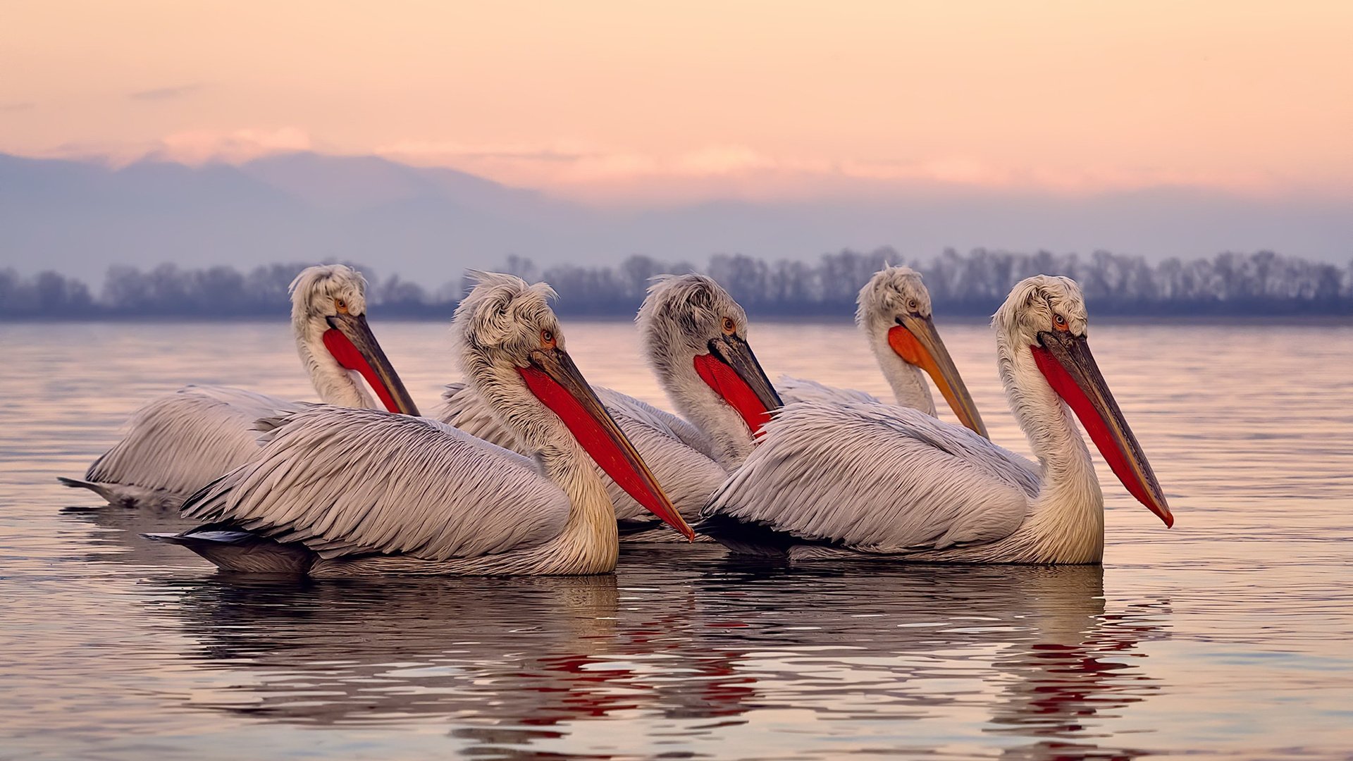 格纳布里一锤定音!友谊赛变角斗场,葡萄牙致命一击那不勒斯