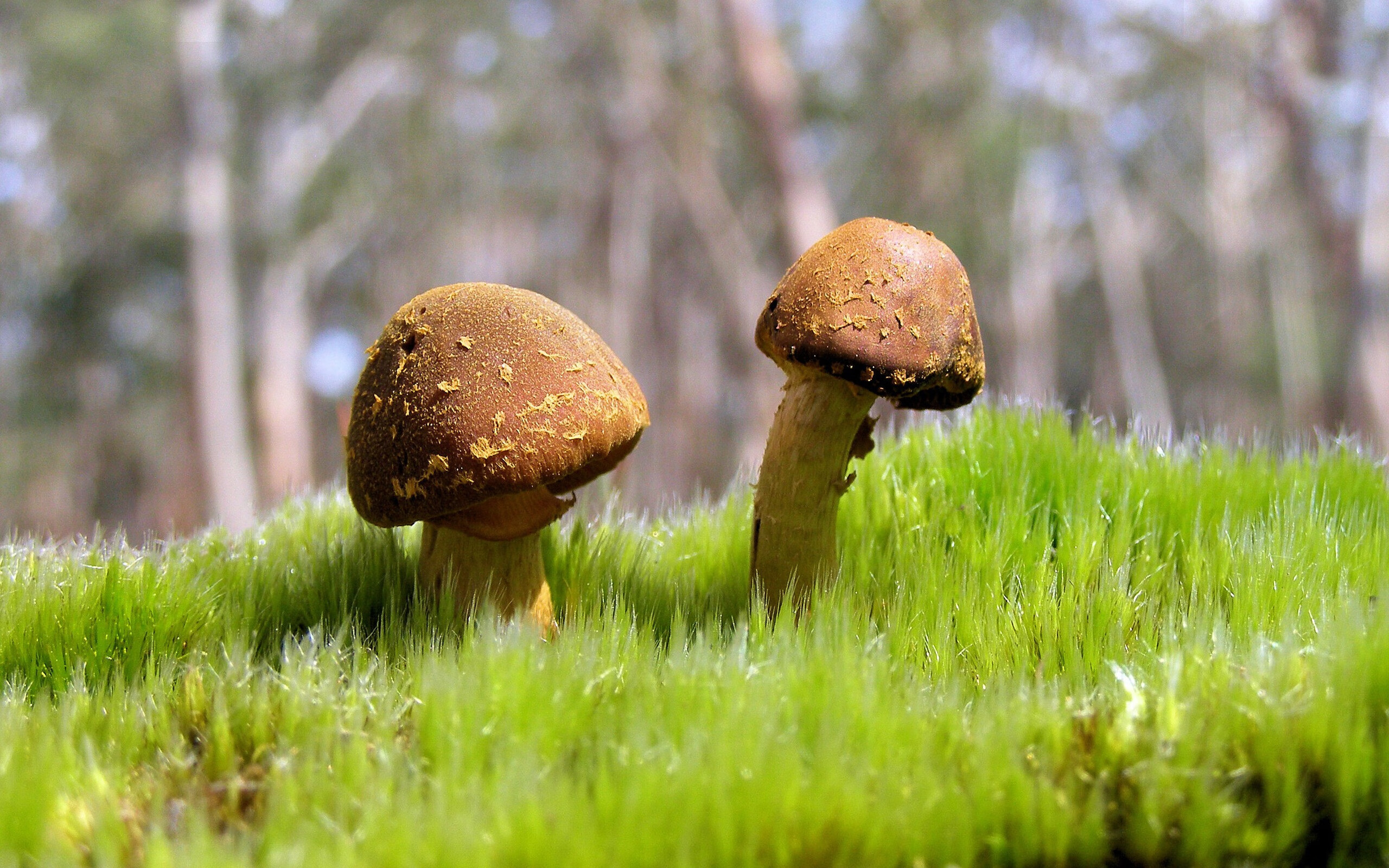 一剑西来破寒冰,石破天惊定乾坤—德罗赞封喉一射,开拓者逆风擒马刺