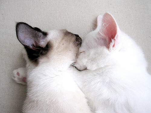 赖斯一剑封喉，德国战车碾过皇家社会驶向争冠快车道