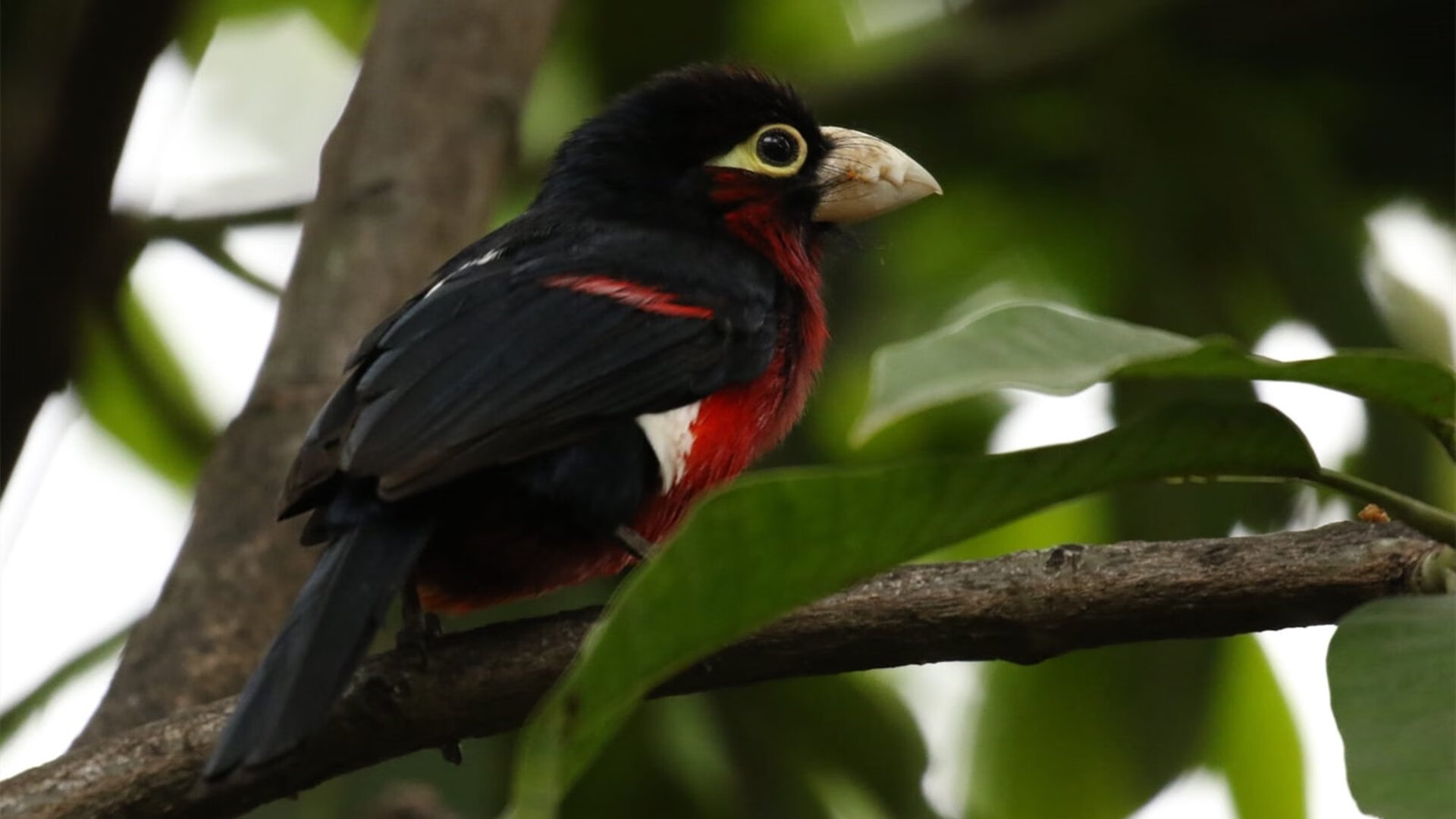 火种之争，当马里石斧遇上摩洛哥星盘，格列兹曼如何为欧洲点燃最后的神话引擎