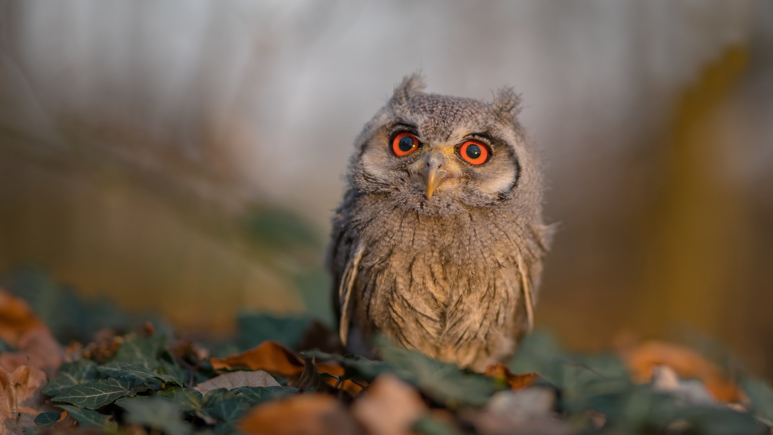 唯一性的闪耀，北京队火力压制马刺，爱德华兹在世界排名争夺战接管比赛