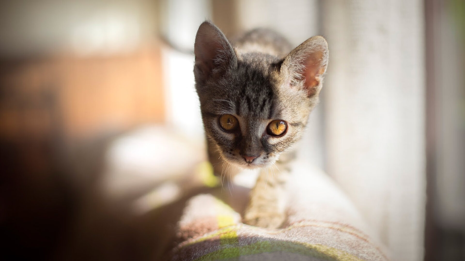 卡塔尔的雨夜，马拉卡纳的幽灵，奥亚尔萨瓦尔如何成为乌拉圭足球的救世主？
