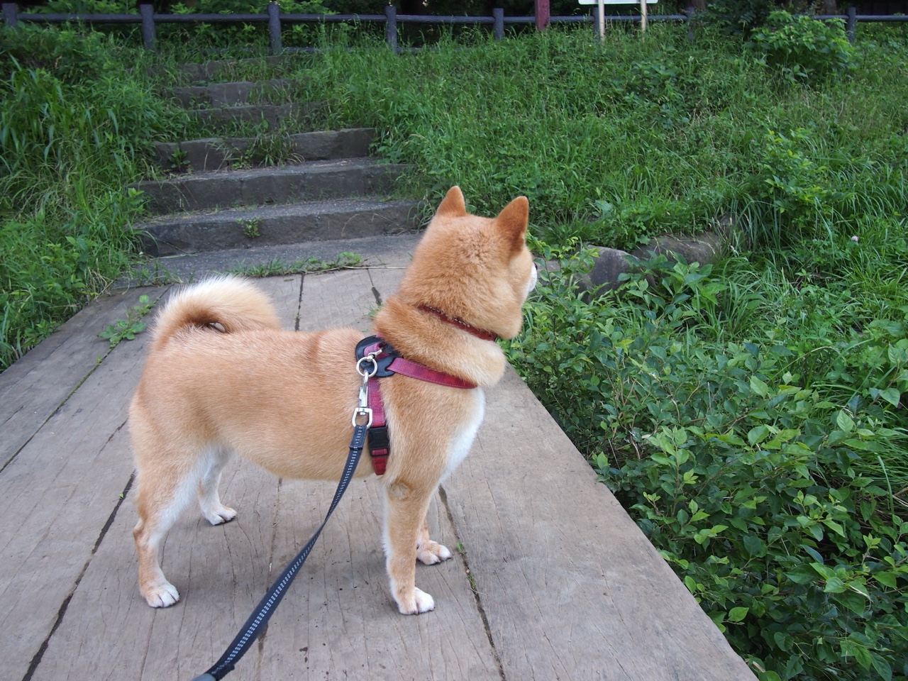 降维打击!三笘薰把那不勒斯的后防线过成了清晨的马路