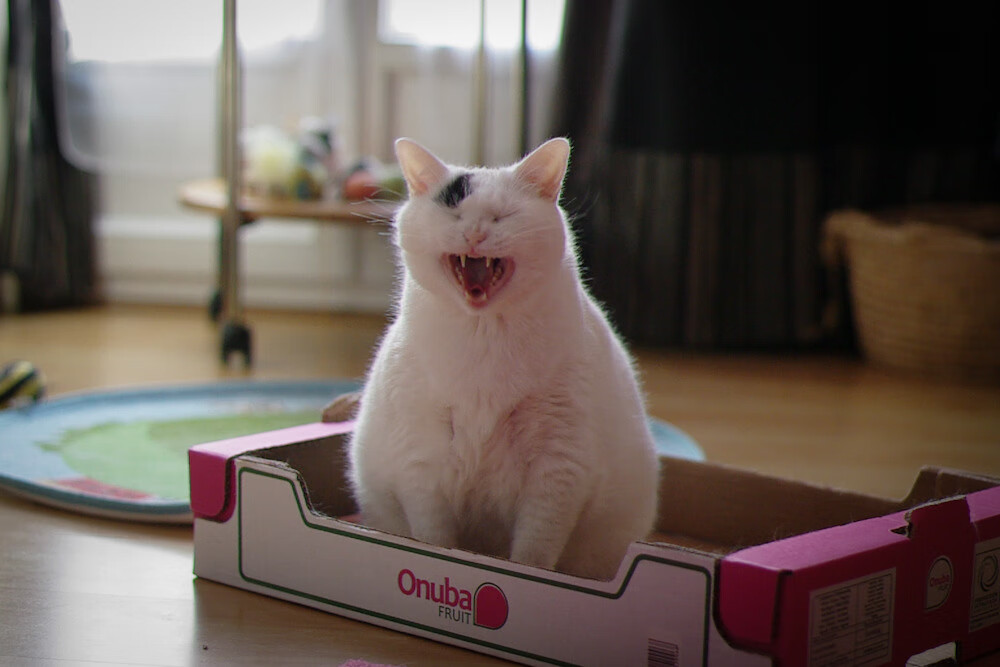 场外绝杀，当厄瓜多尔在债务总决赛淘汰委内瑞拉