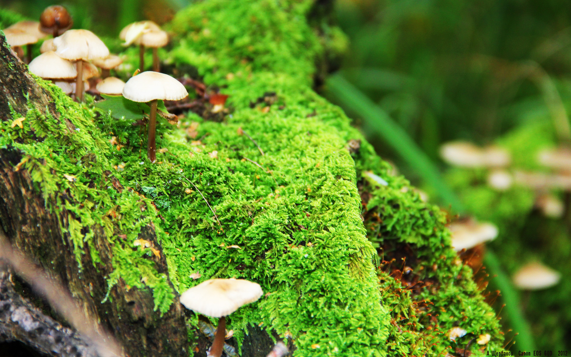 武切维奇升空,太阳黯然失色,奇才的节奏革命