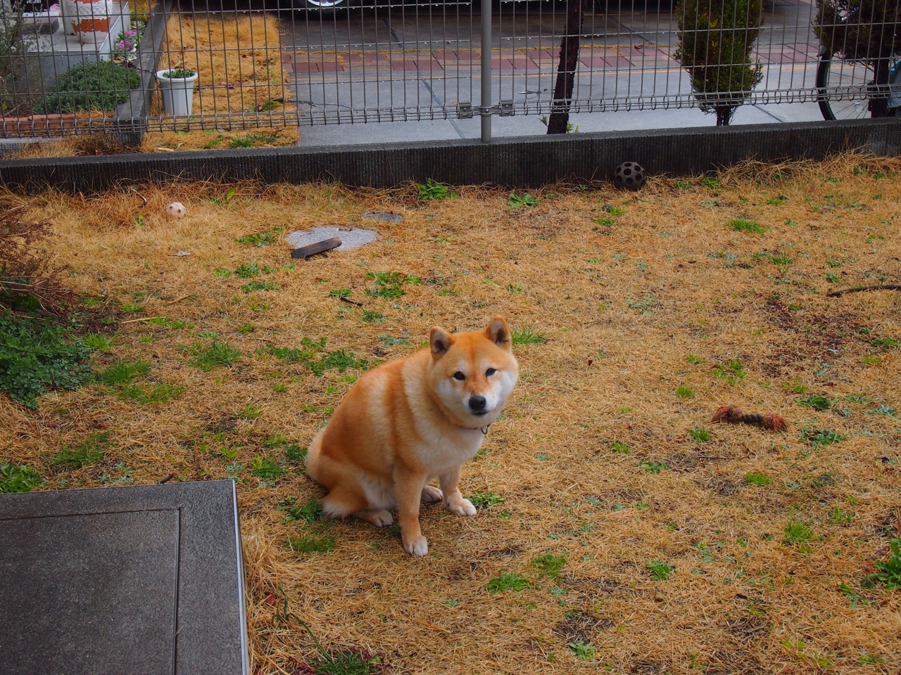 爆冷与稳赢，上海队战术奏效，活塞队悬念何存？